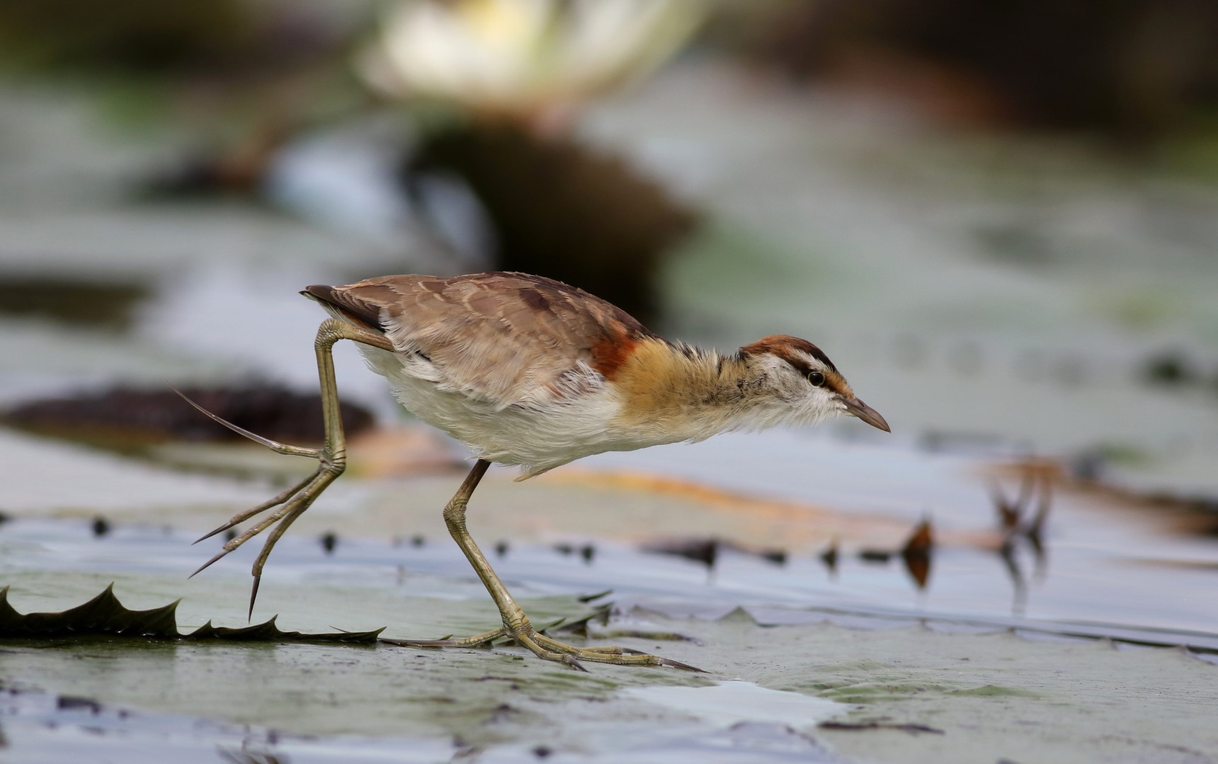 African Crake