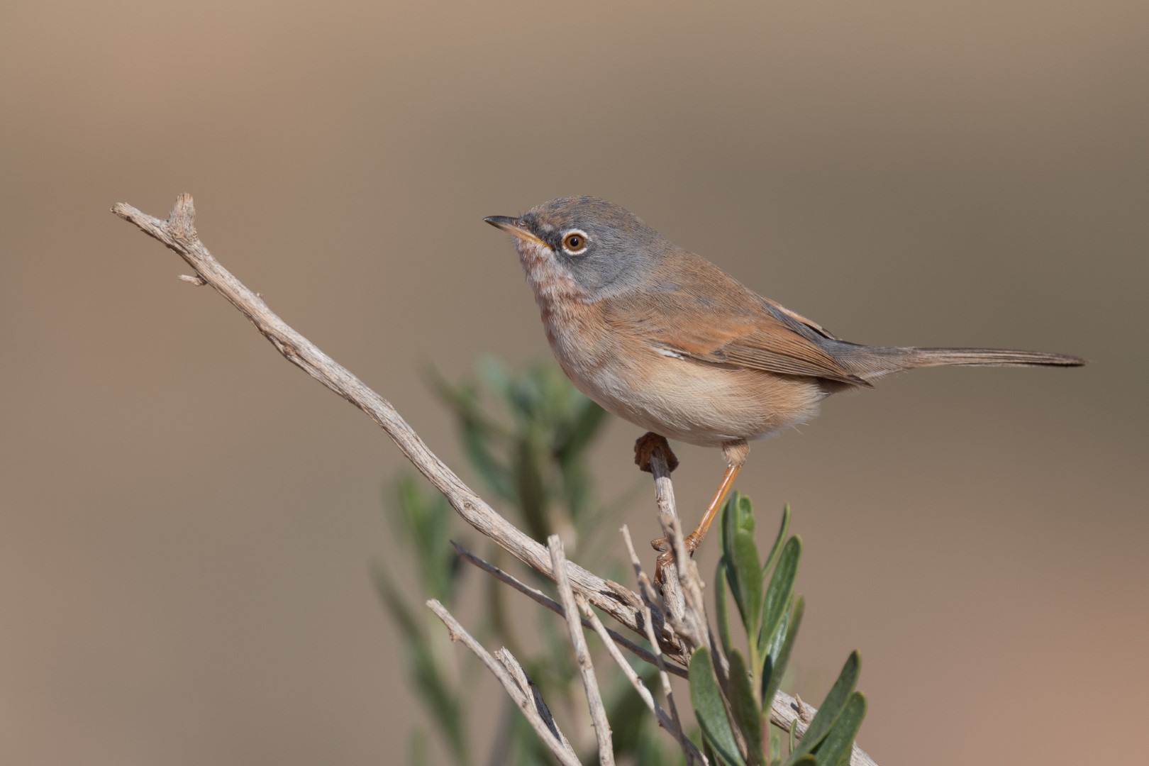 African Desert Warbler