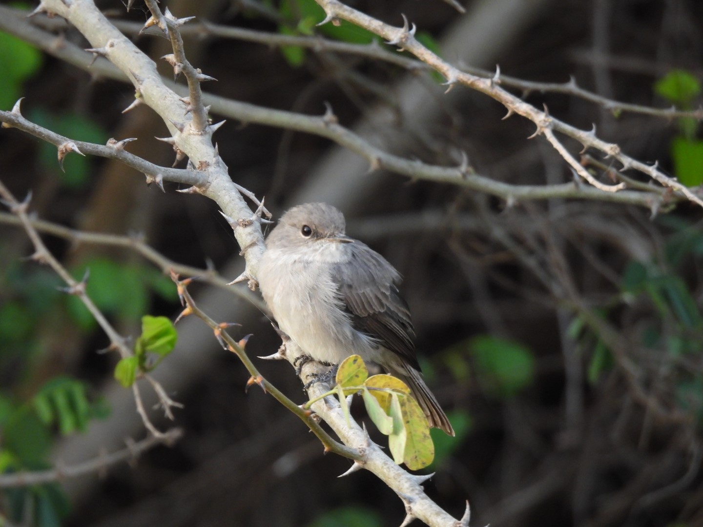 African Dusky Flycatcher