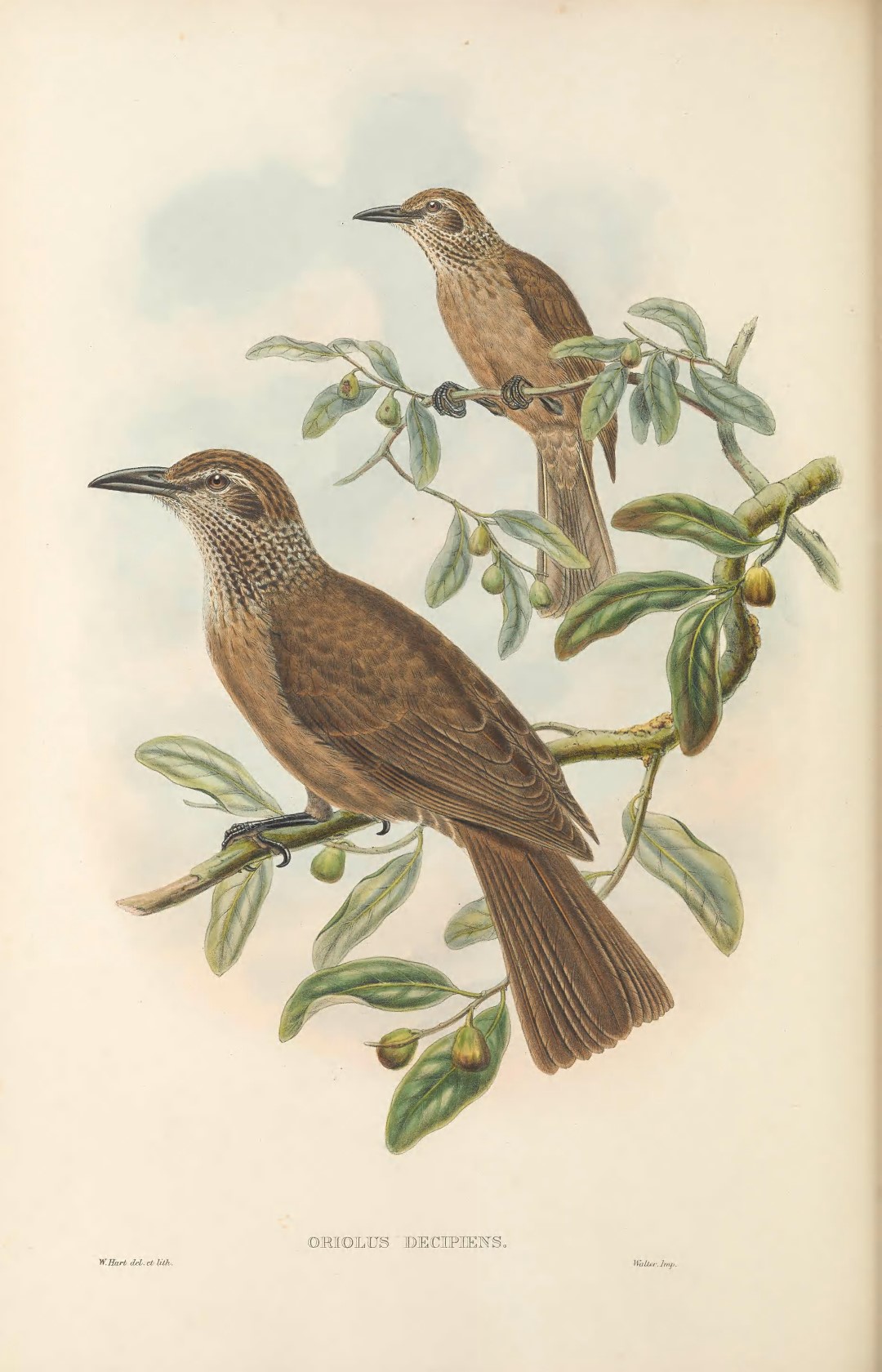 African Golden Oriole