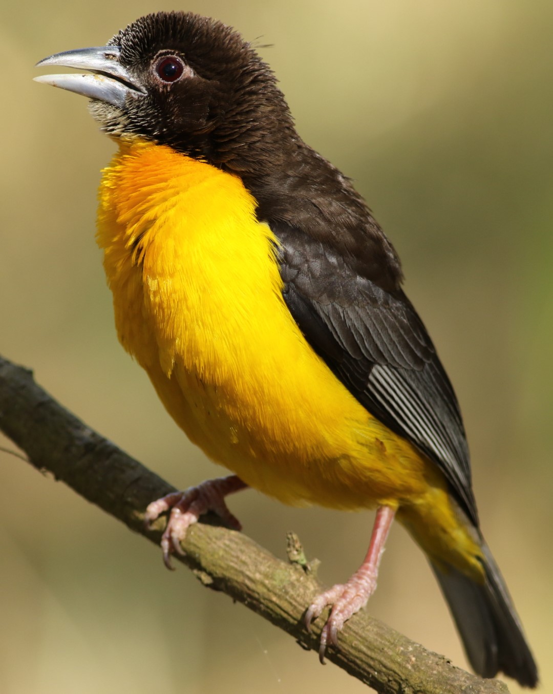 African Golden Weaver