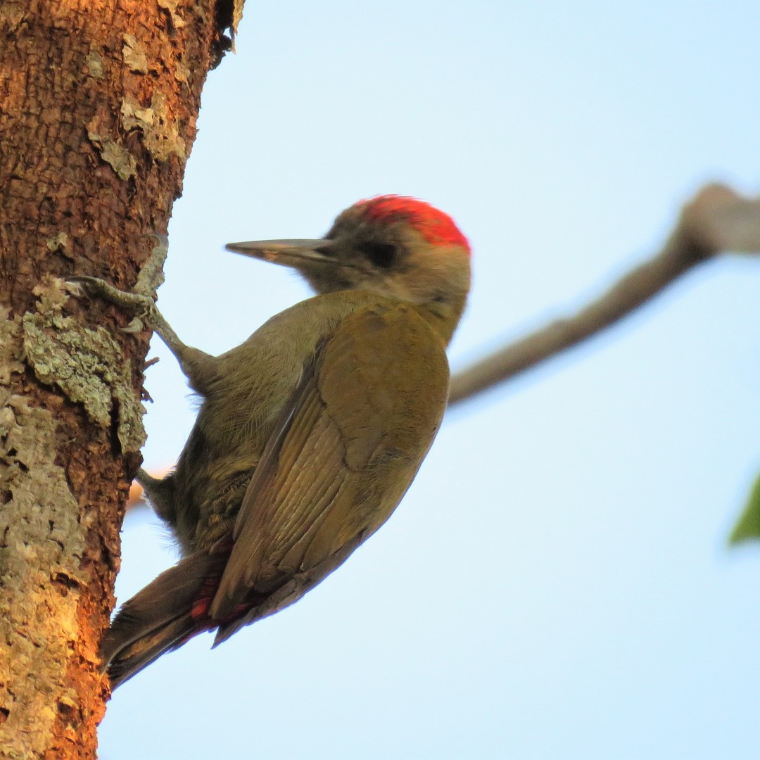 African Gray Woodpecker