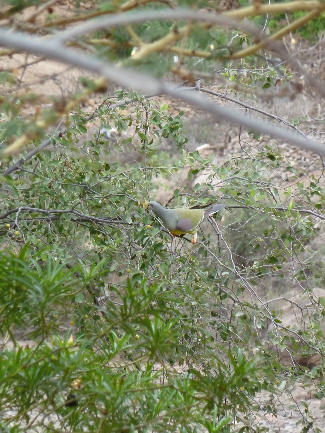 African Green Pigeon
