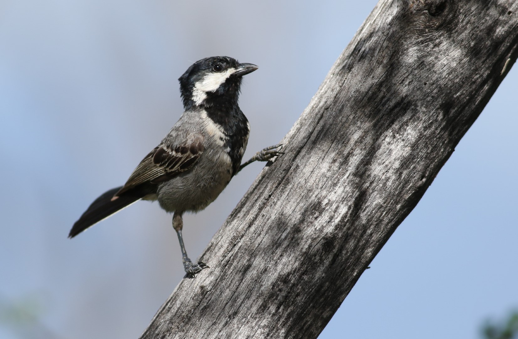 African Grey Tit