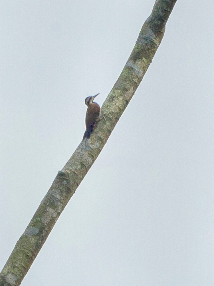 African Grey Woodpecker