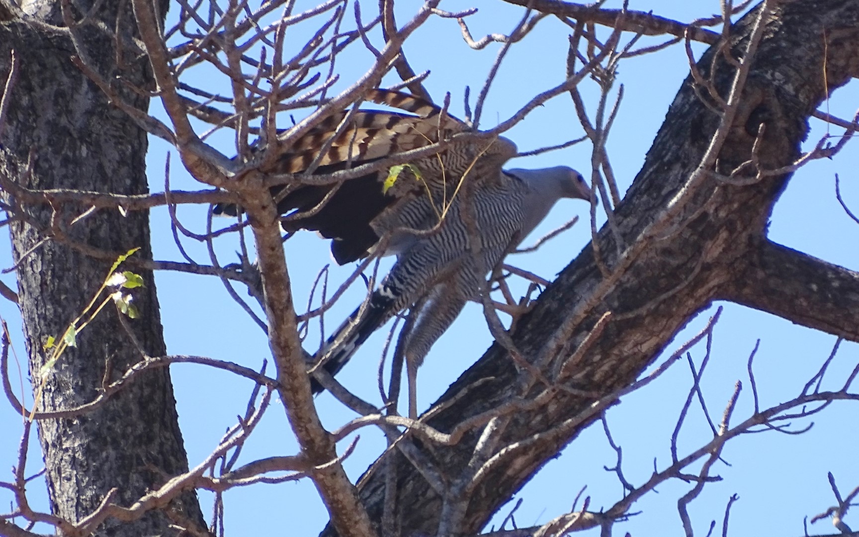 African Harrier-Hawk