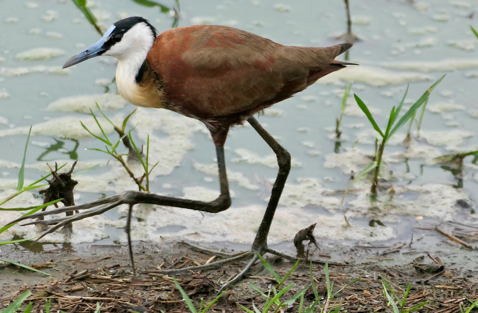 African Jacana