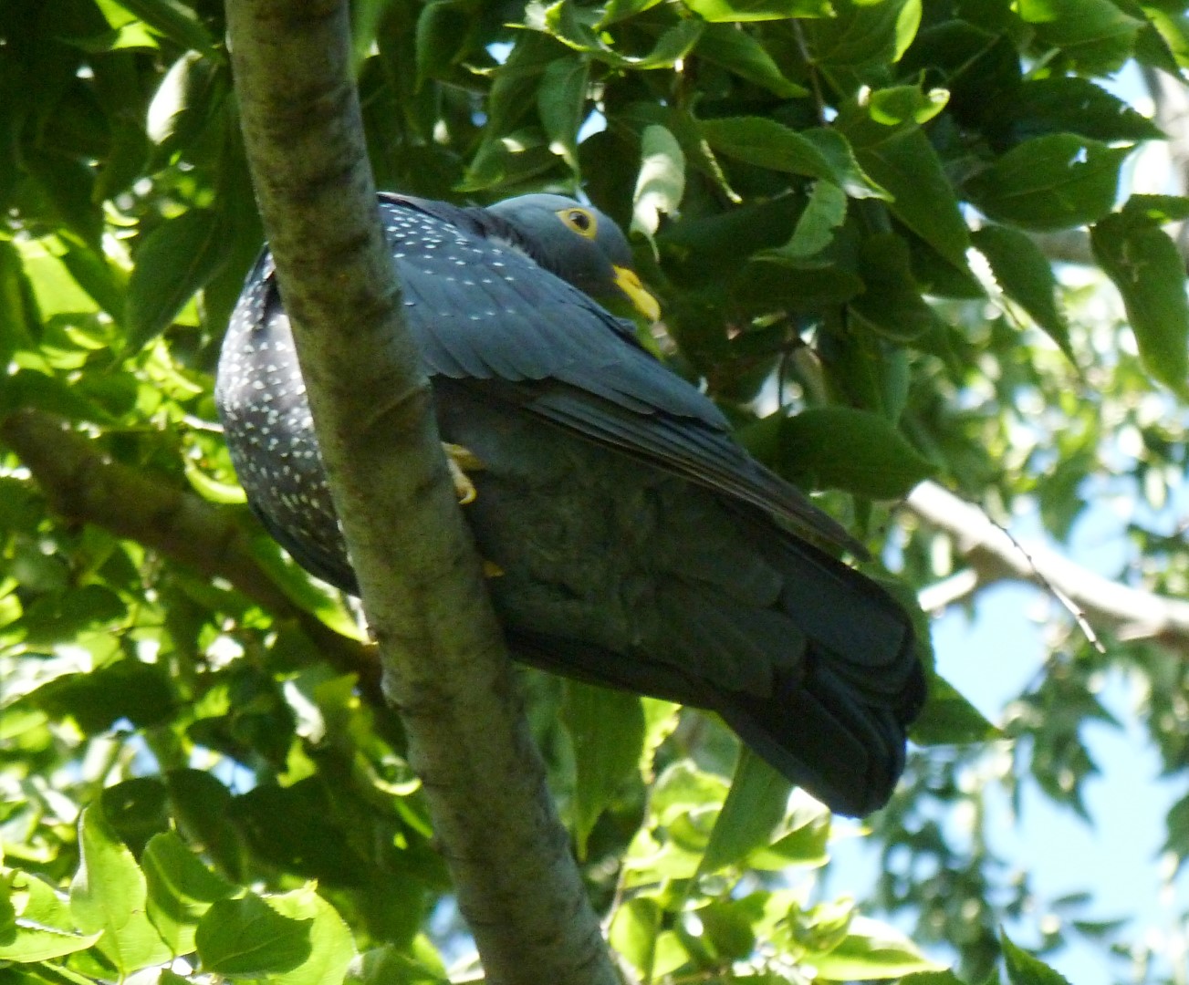 African Olive Pigeon