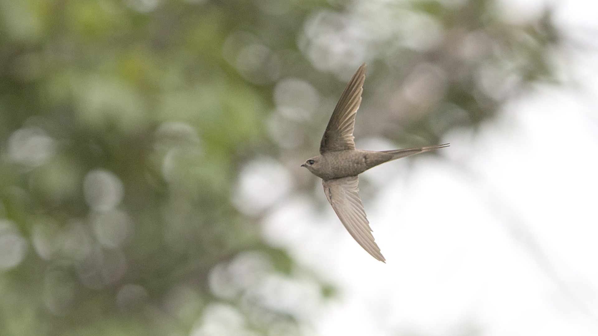 African Palm Swift