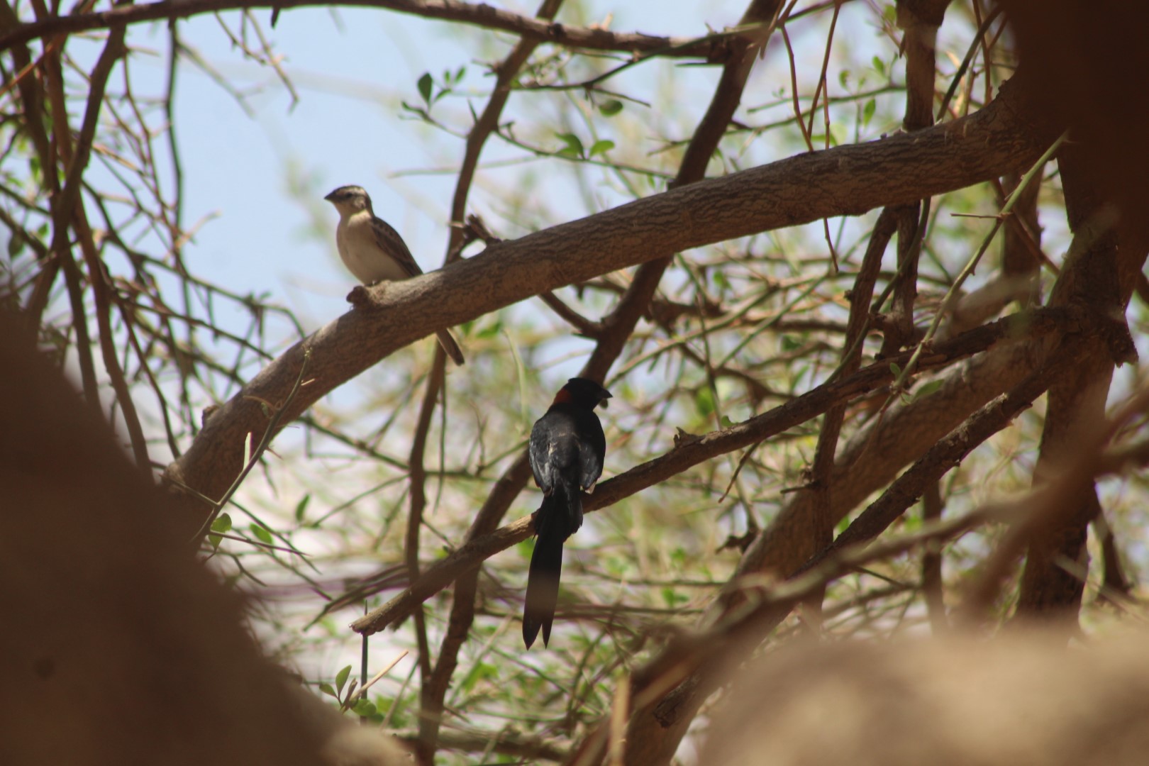 African Paradise Whydah