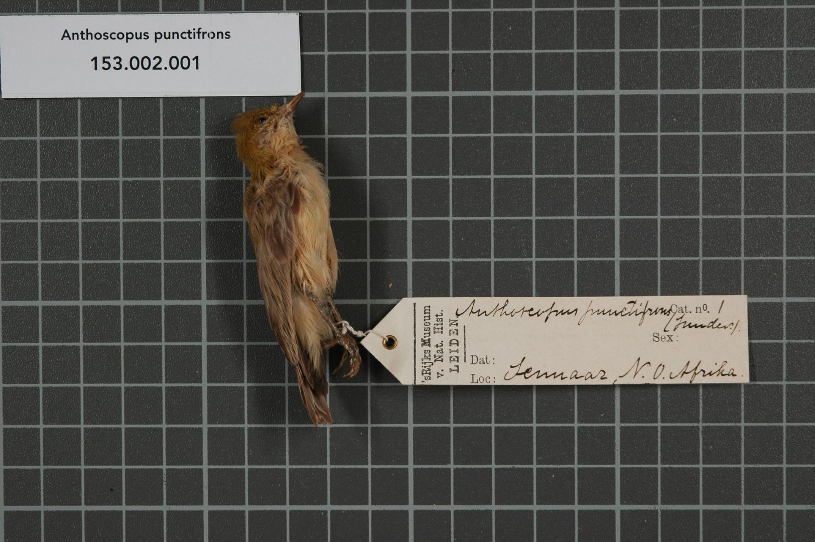 African Penduline Tit