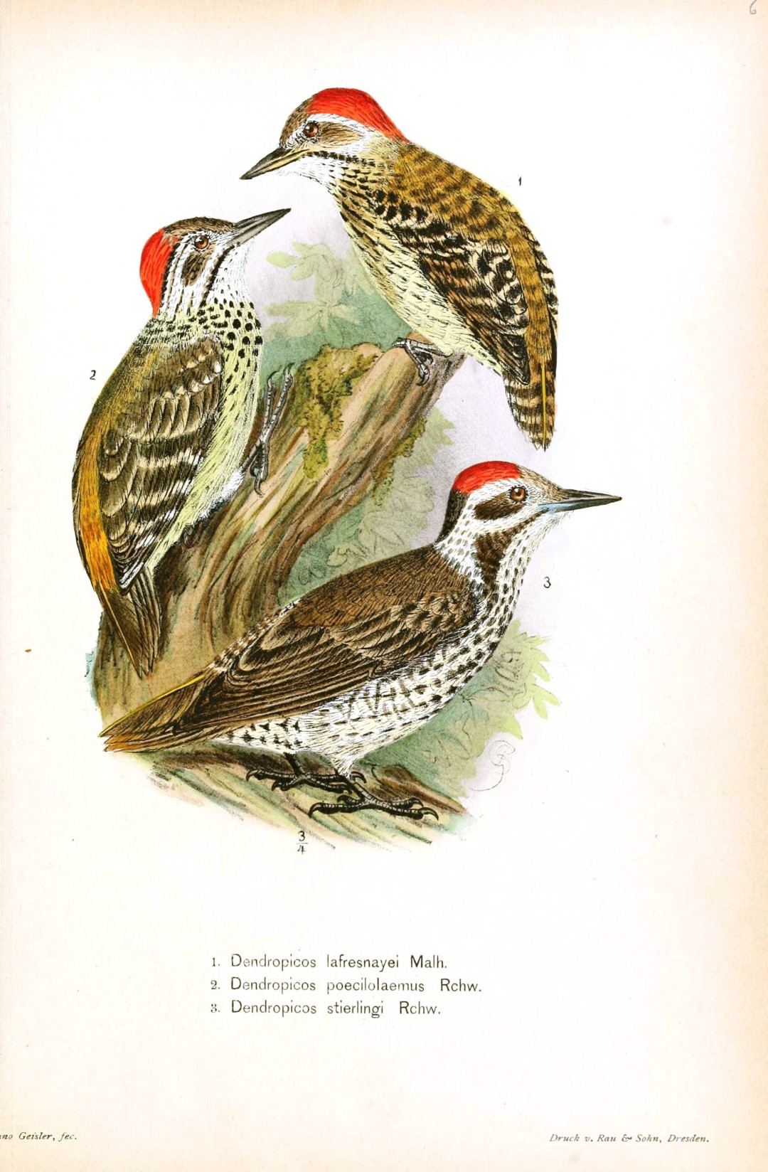 African Pied Woodpecker