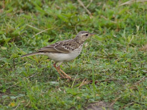 African Pipit