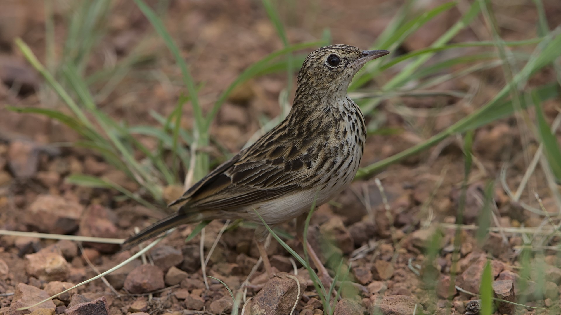 African Pipit