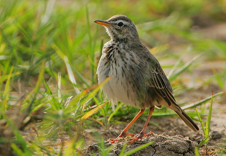 African Pipit