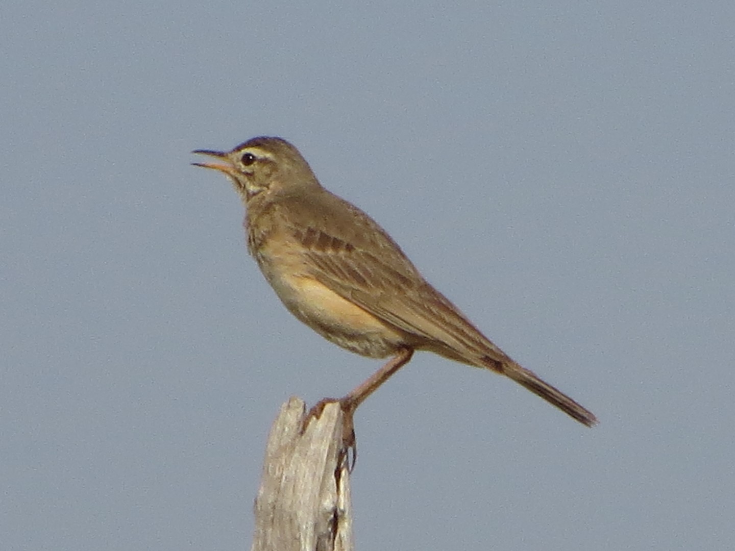 African Pipit