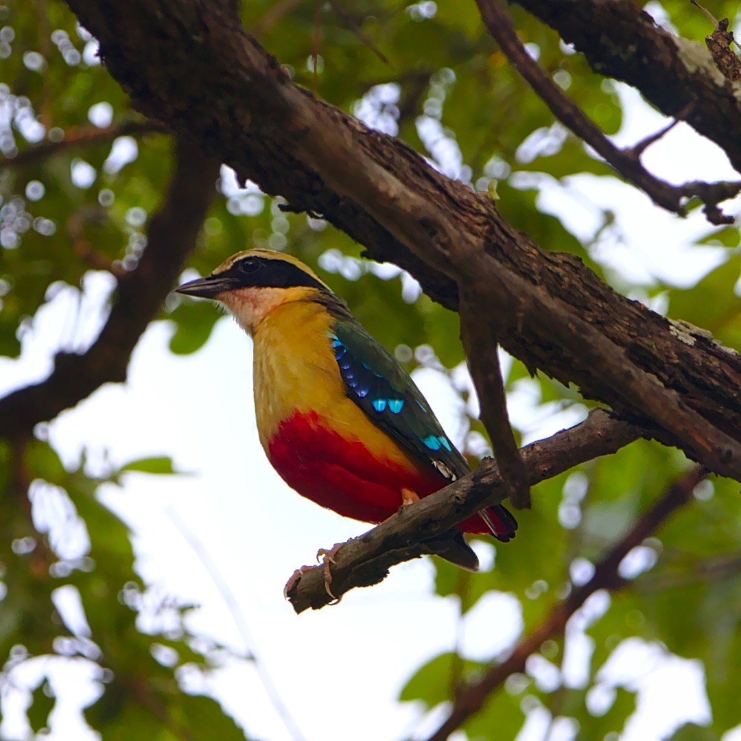 African Pitta