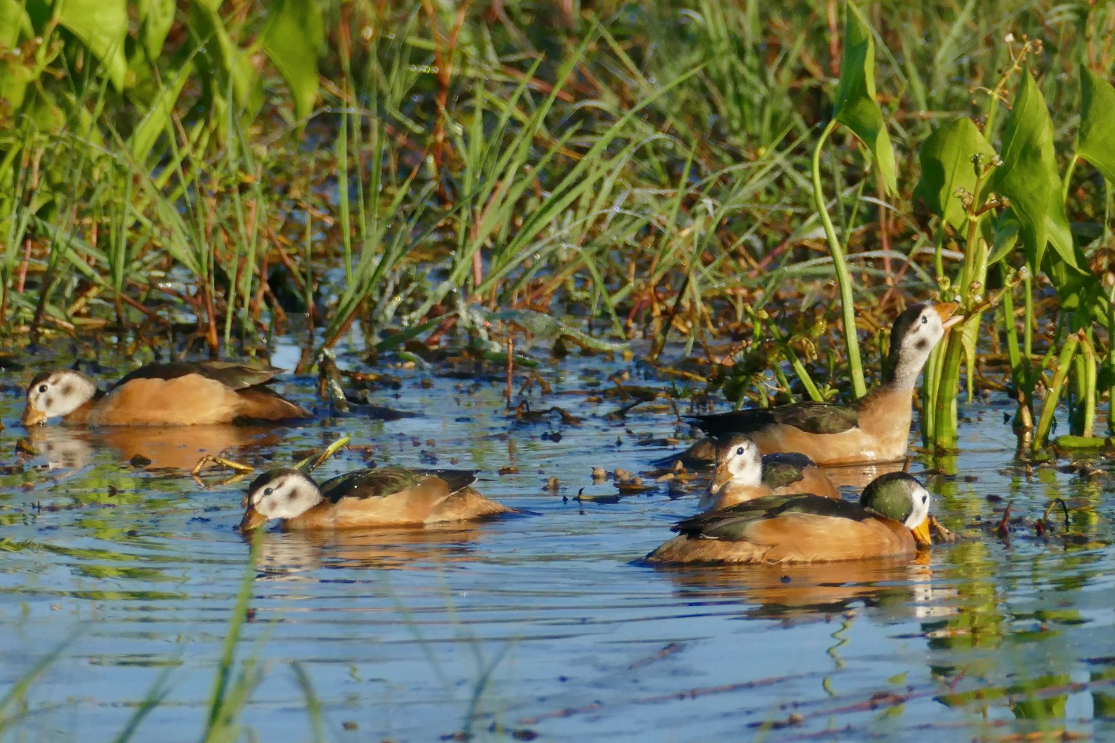 African Pygmy Goose
