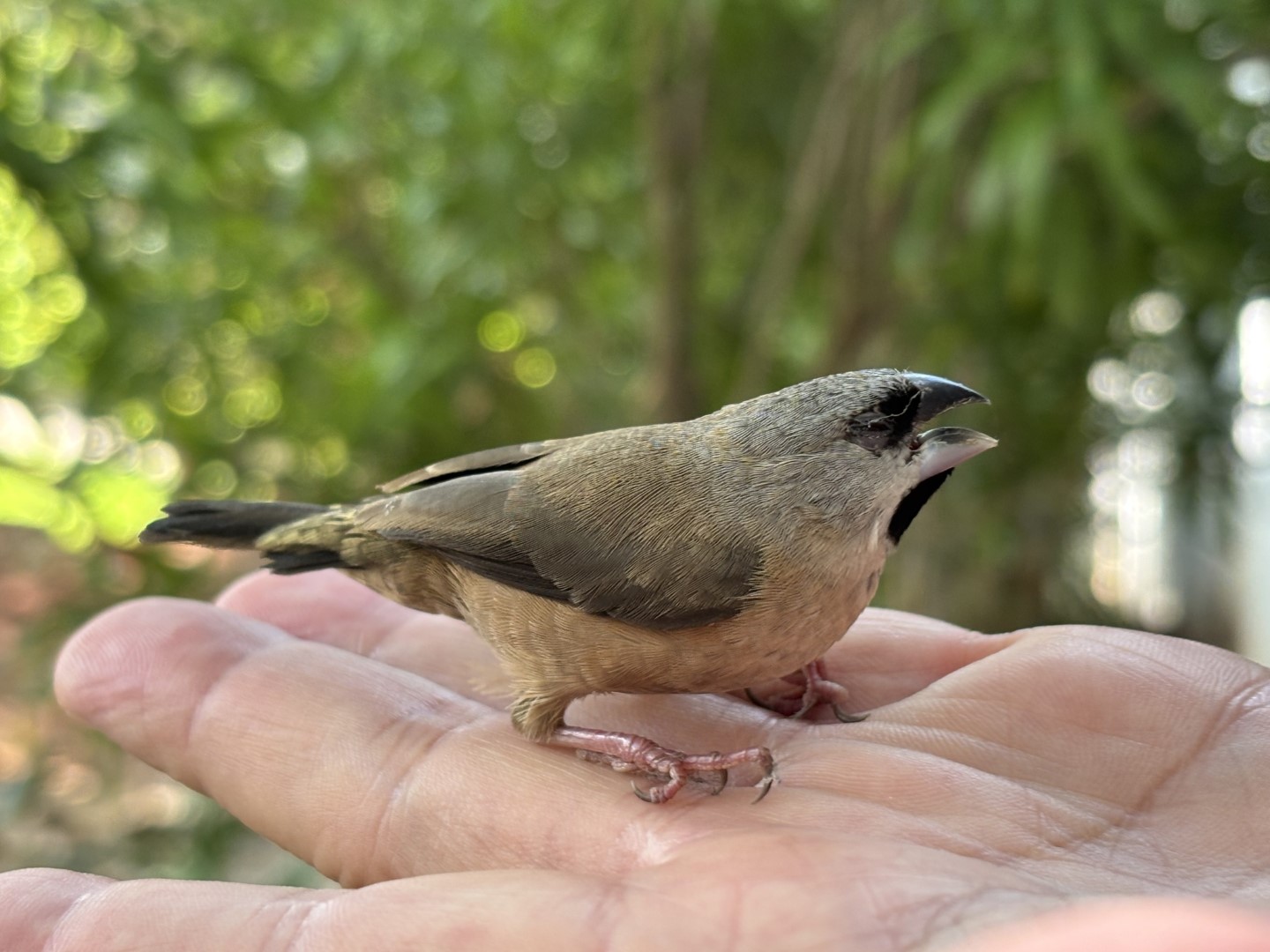 African Pygmy Kingfisher
