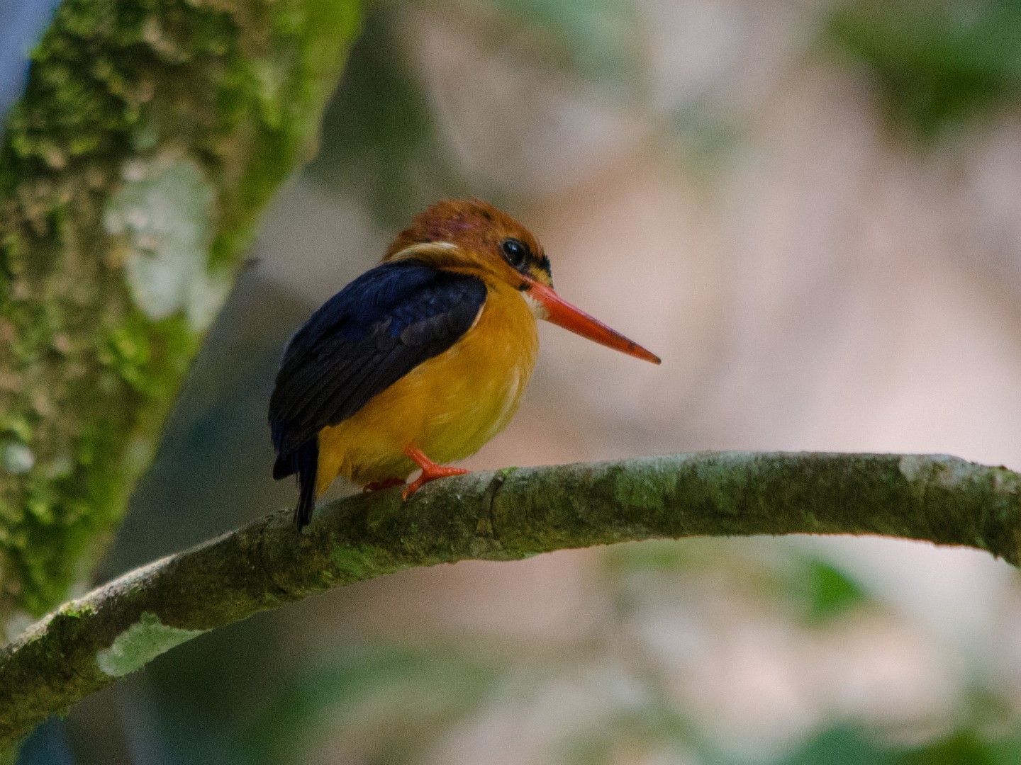 African Pygmy Kingfisher