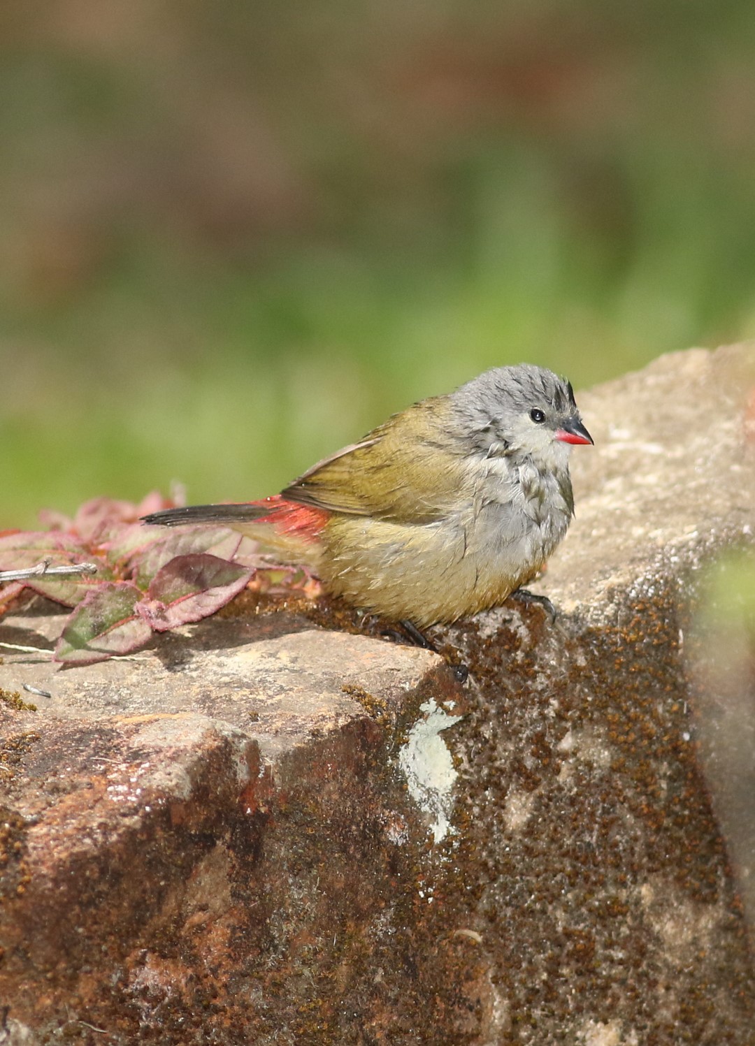 African Quailfinch