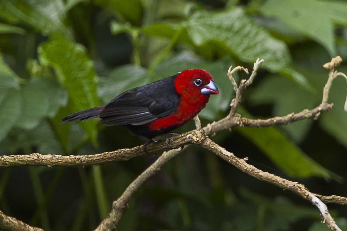 African Red-headed Weaver