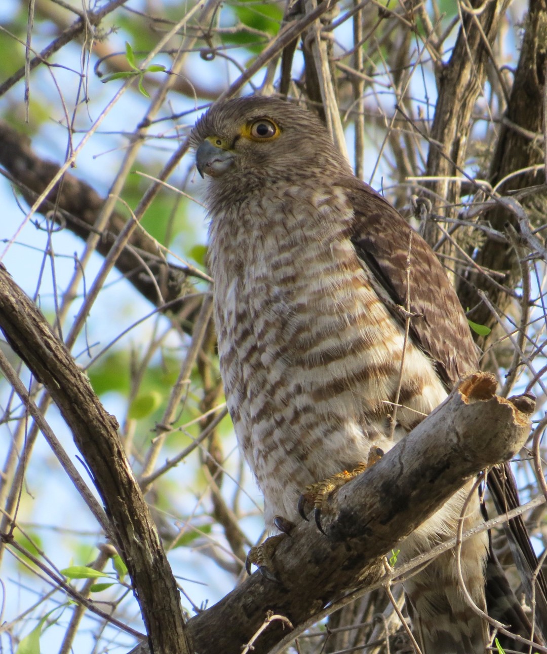 African Red-necked Falcon
