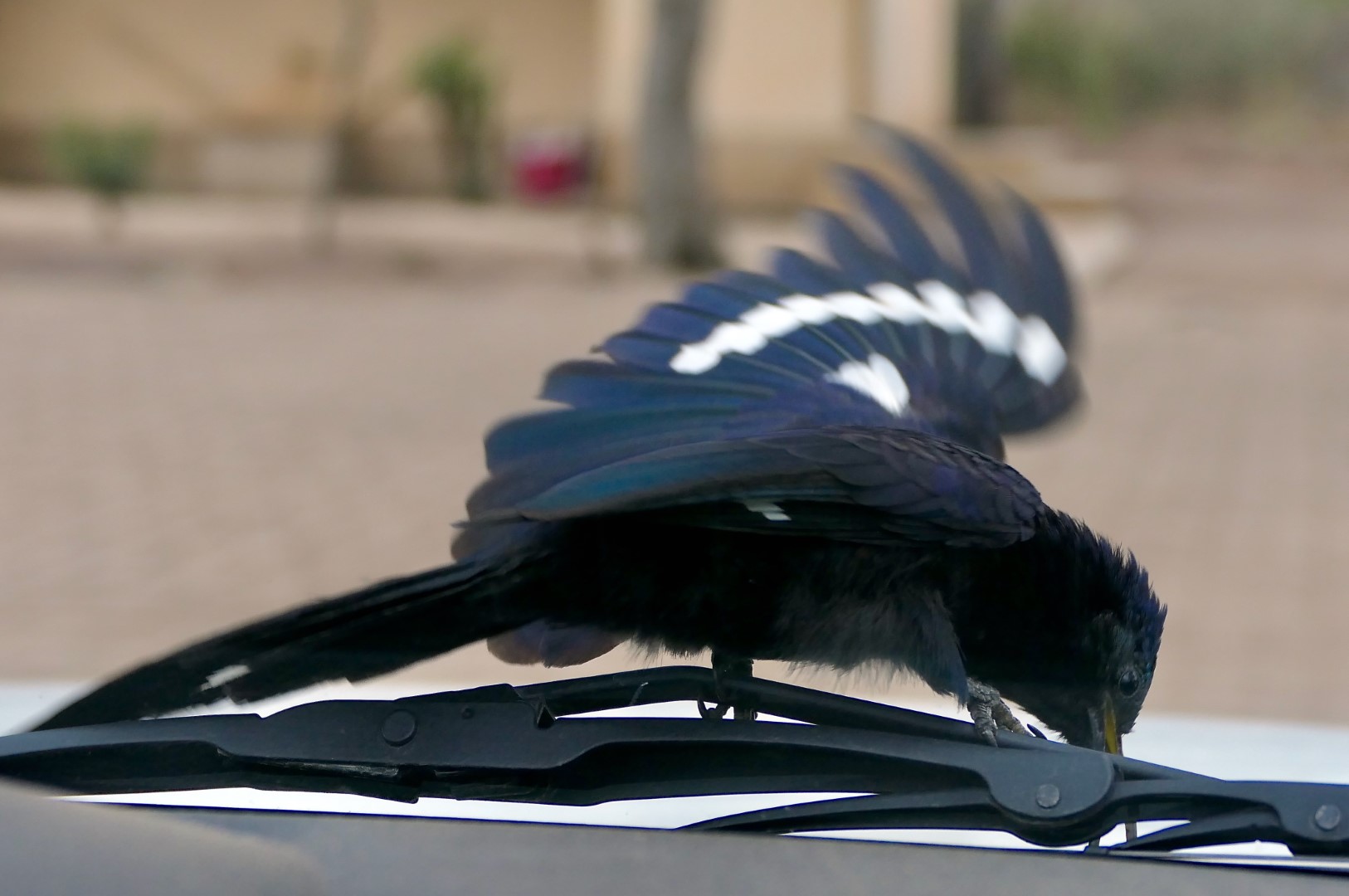 African Scimitar-bill