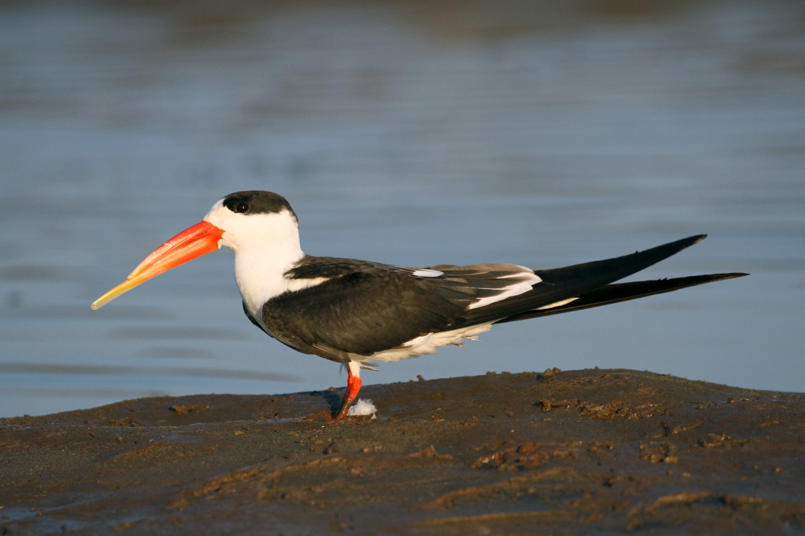 African Skimmer