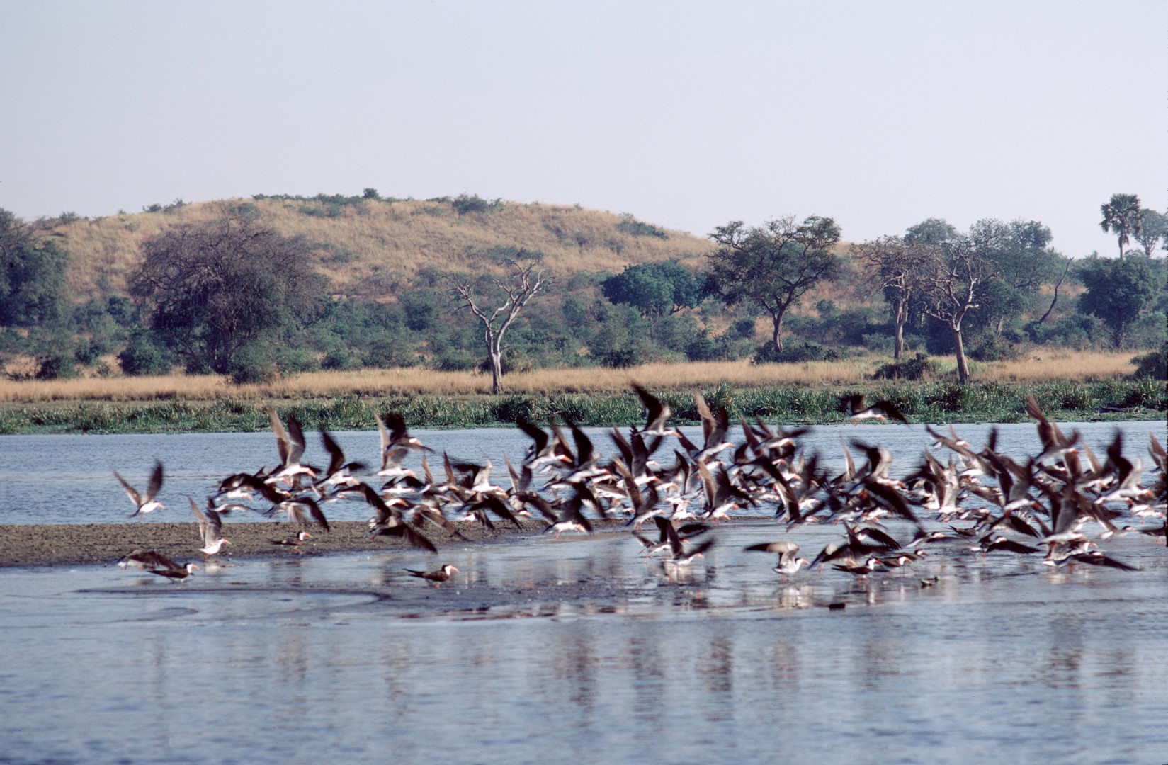 African Skimmer
