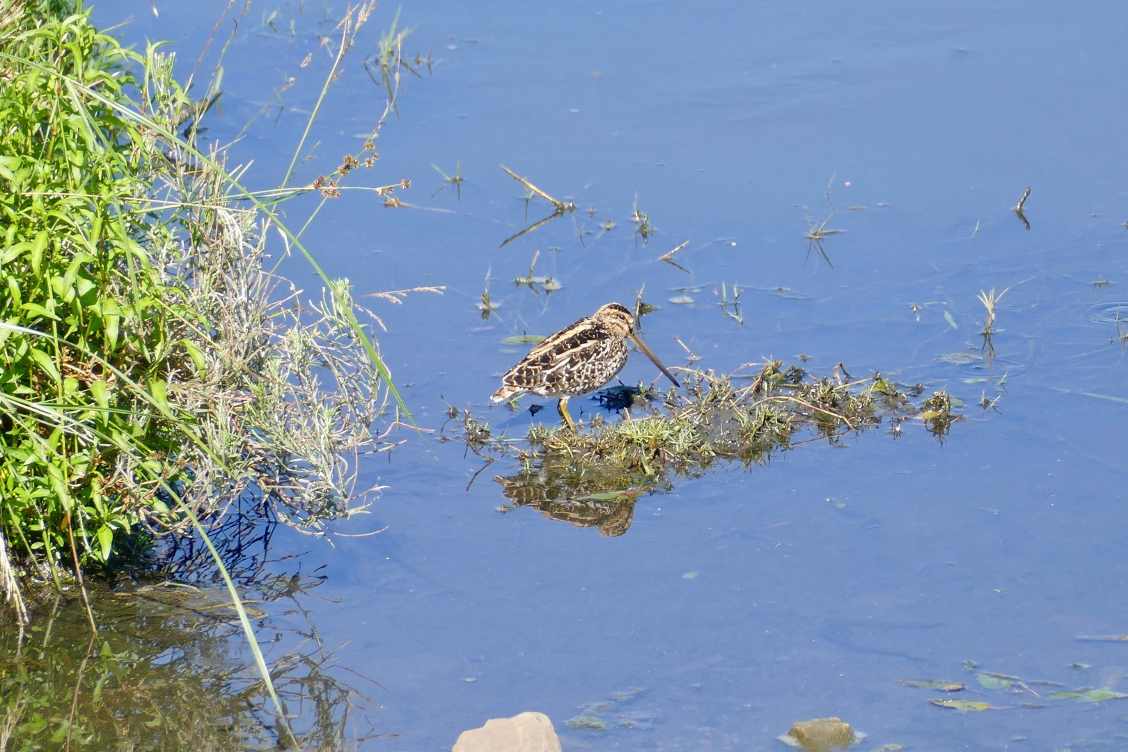 African Snipe
