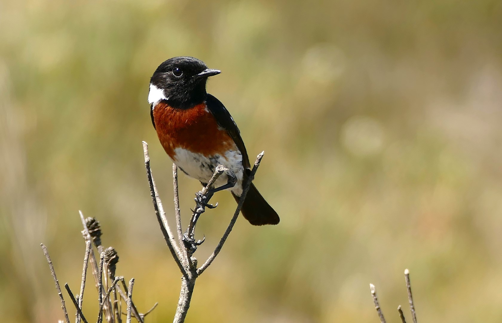 African Stonechat