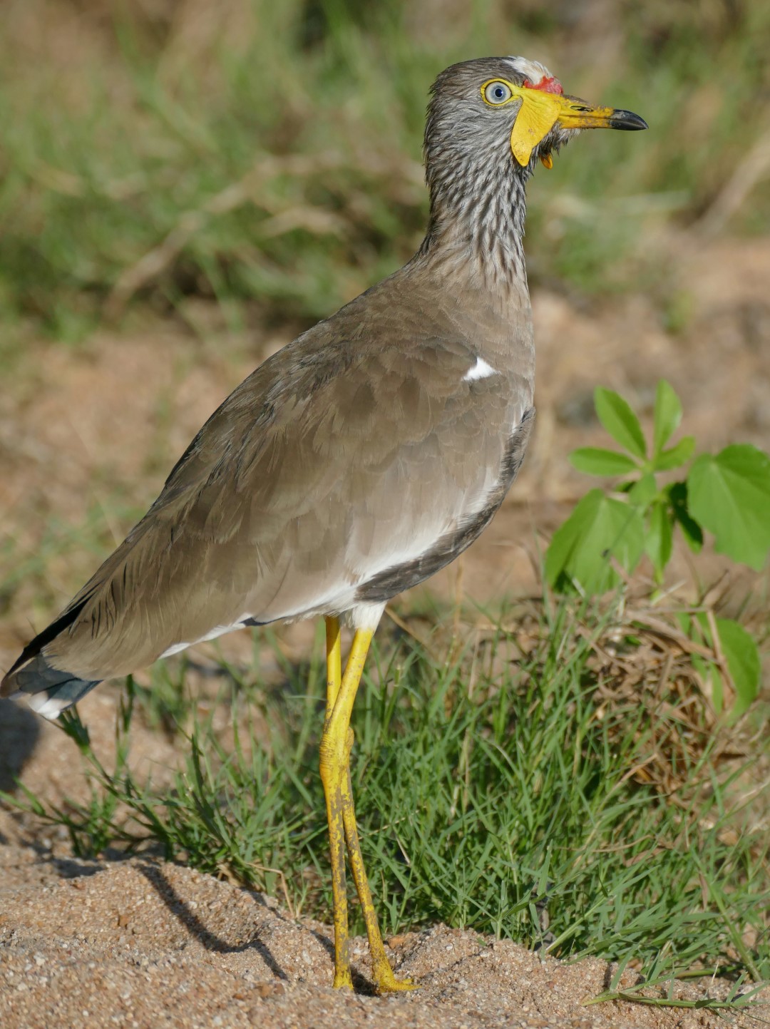African Wattled Lapwing