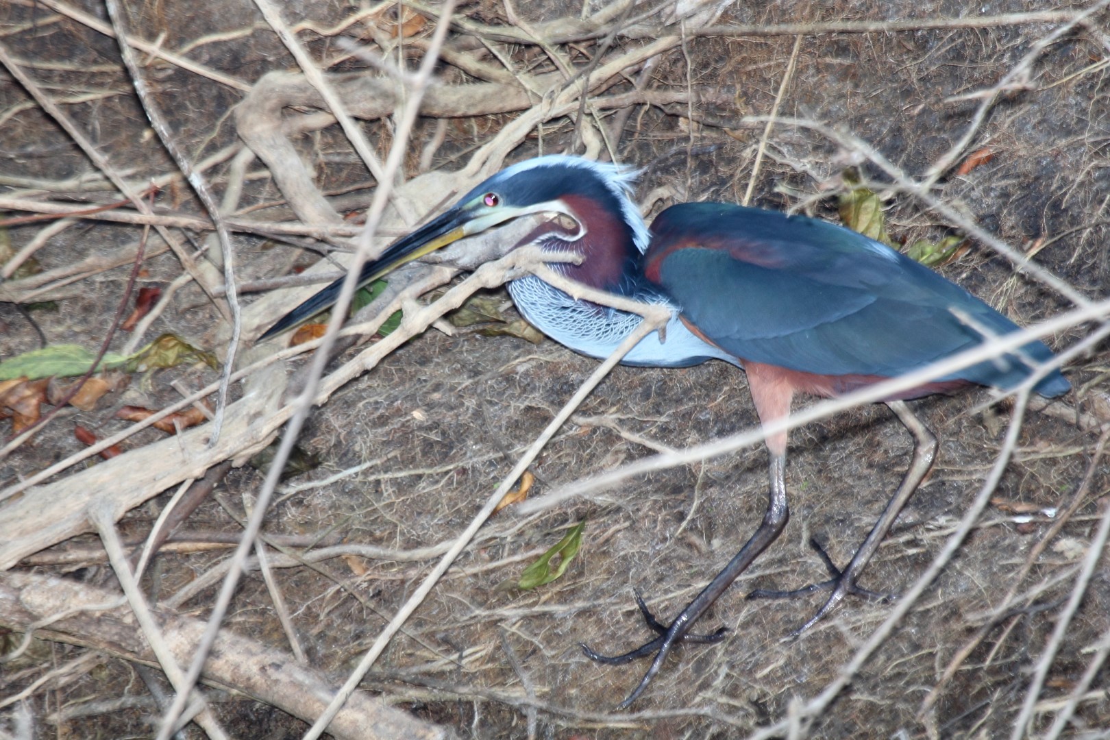 Agami Heron