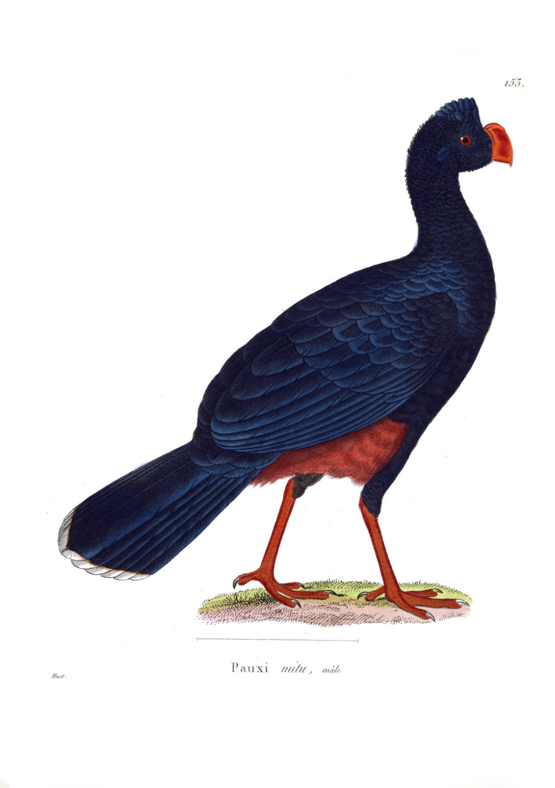 Alagoas Curassow