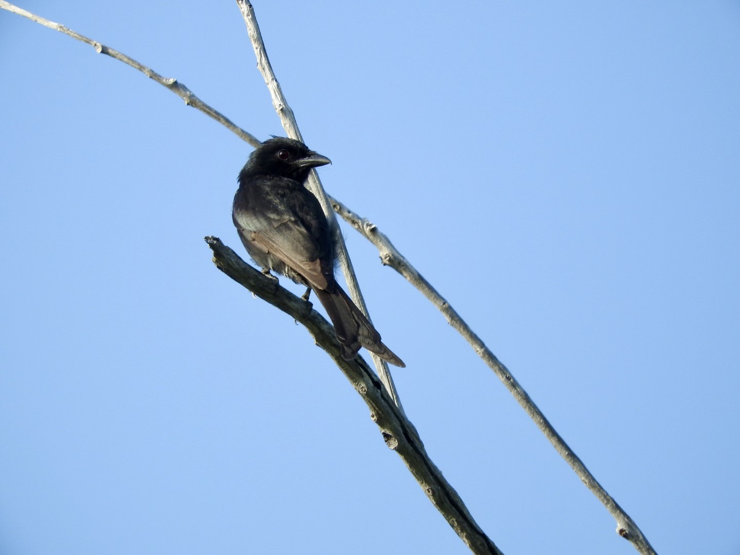 Aldabra Drongo