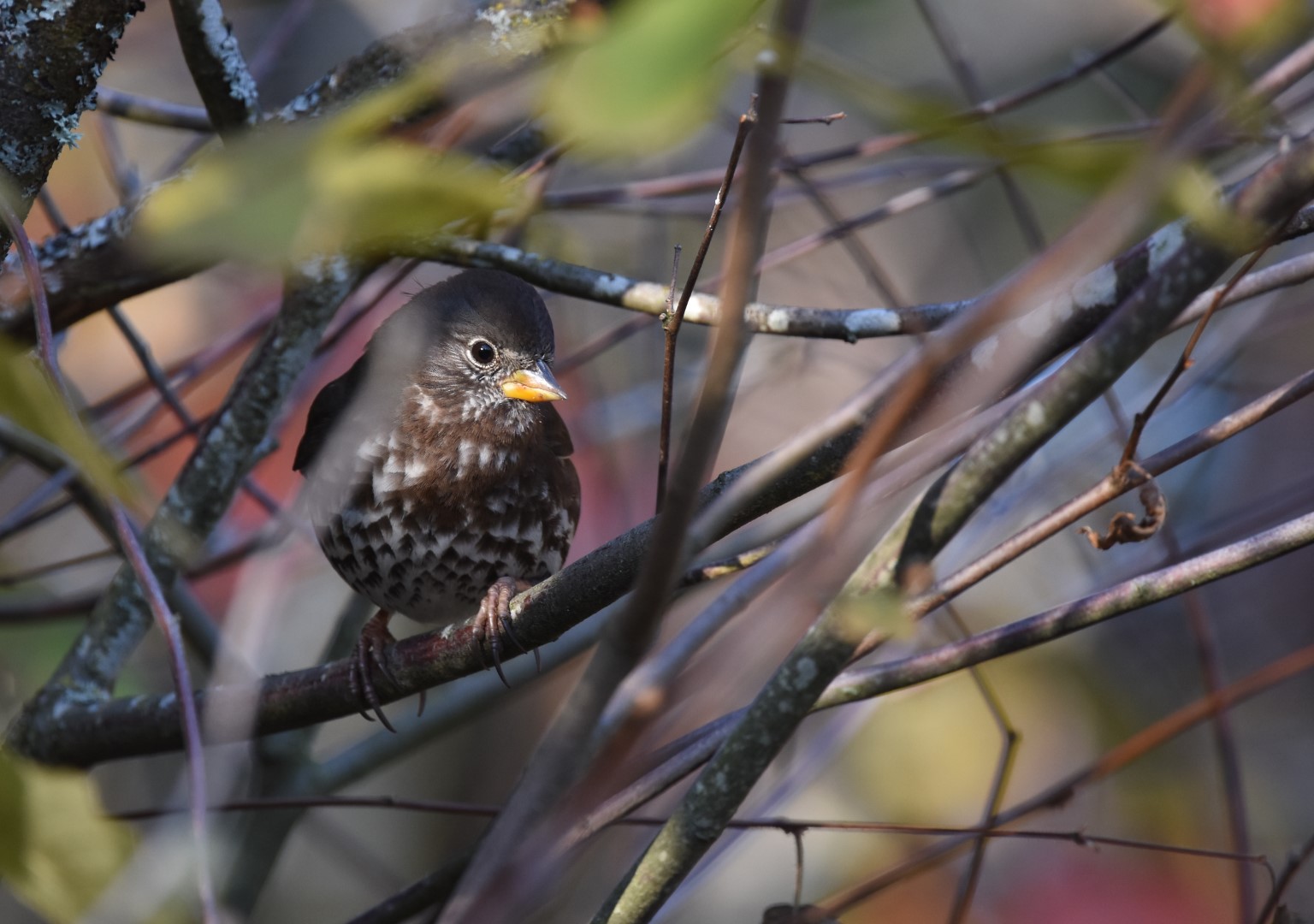 Aleutian Sparrow