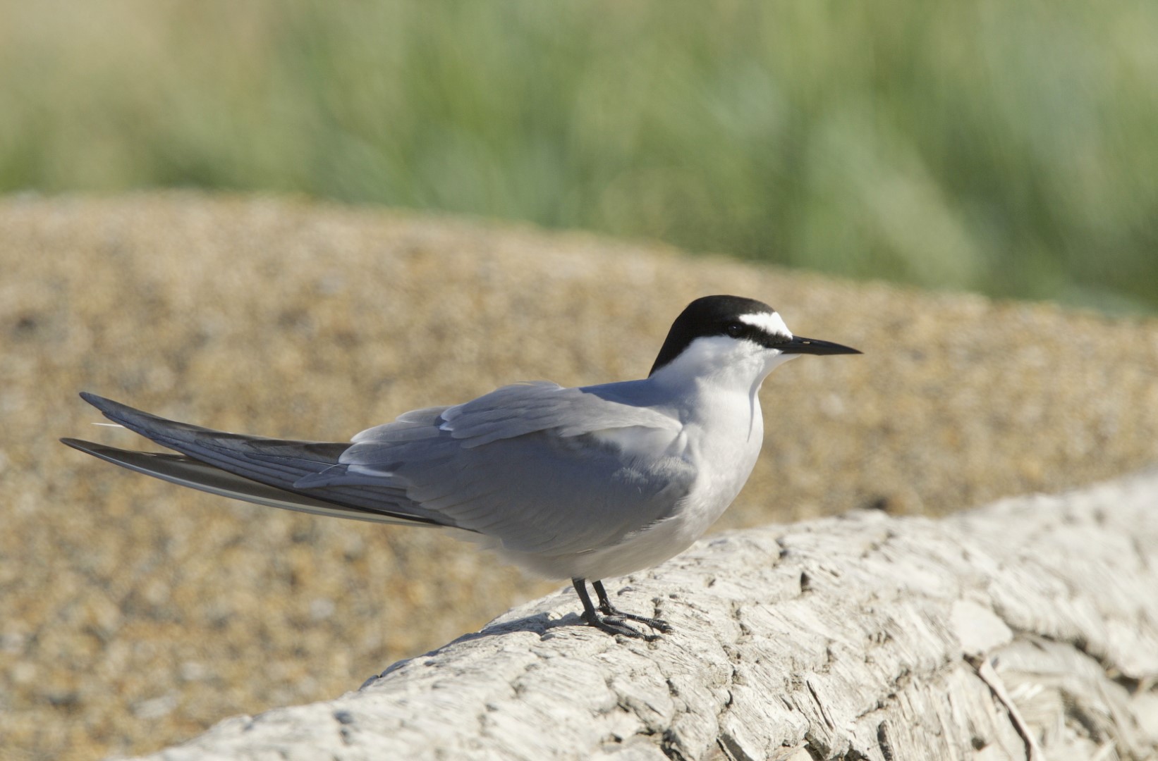Aleutian Tern