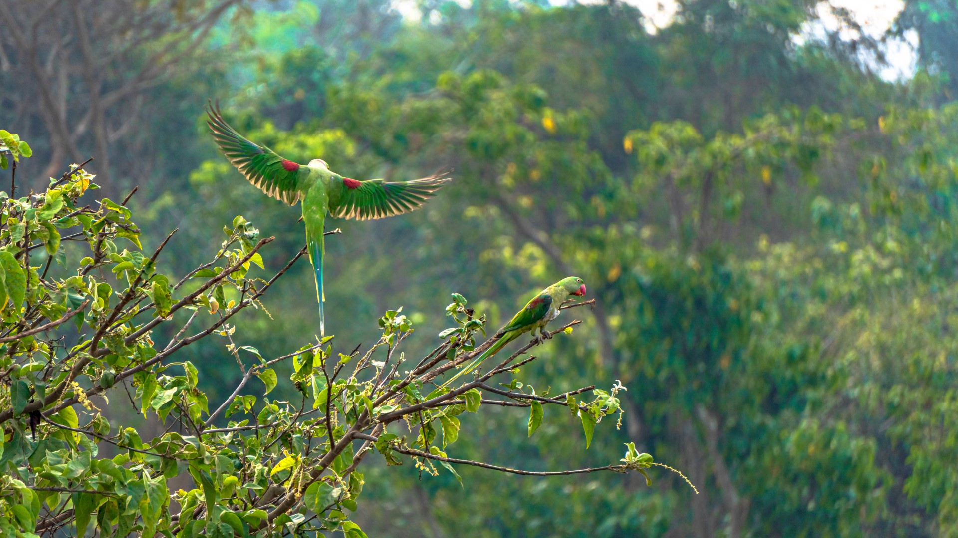 Alexandrine Parakeet