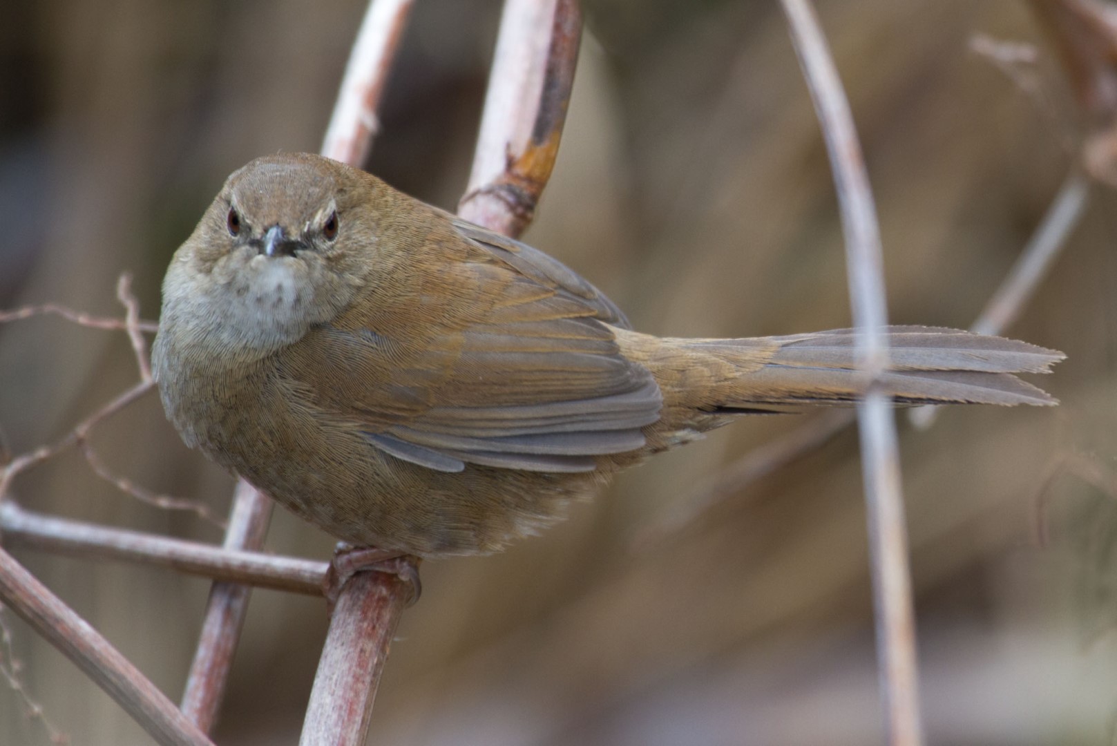 Alishan Bush Warbler