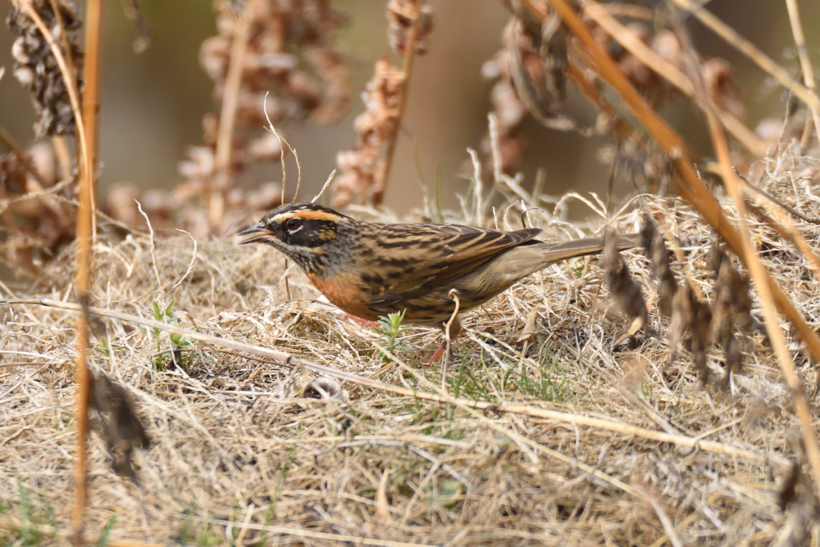 Alpine Accentor
