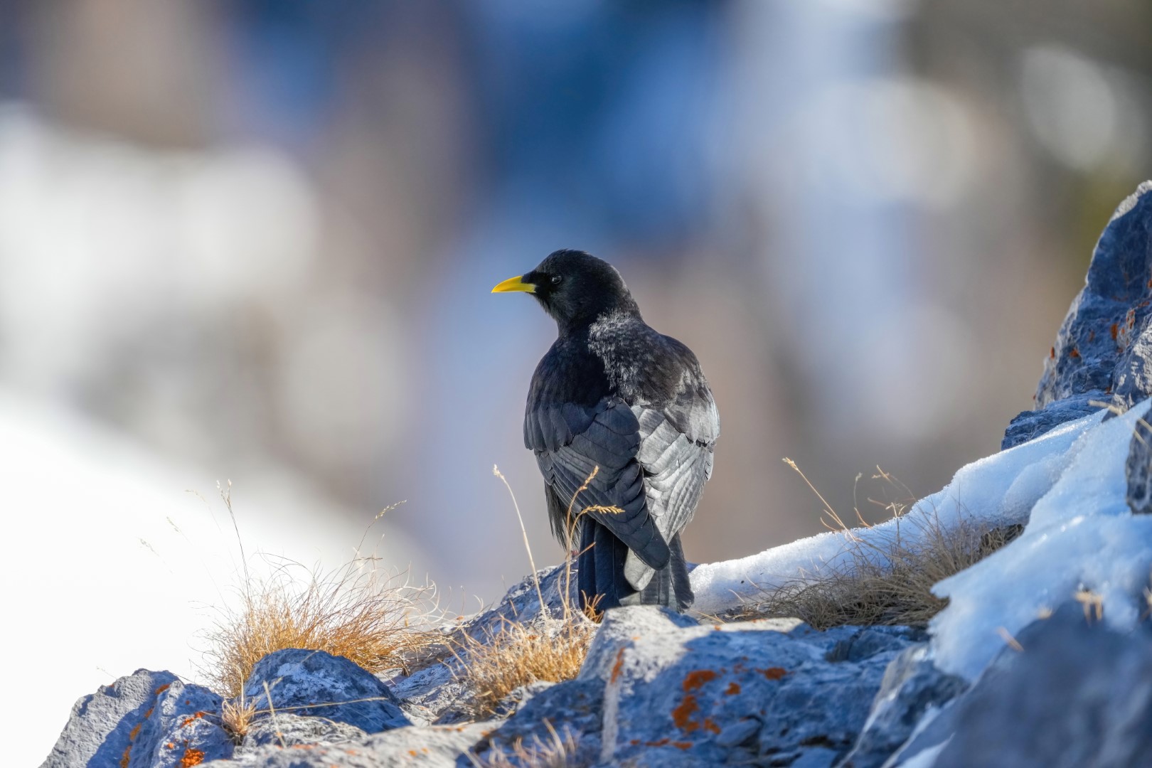 Alpine Chough