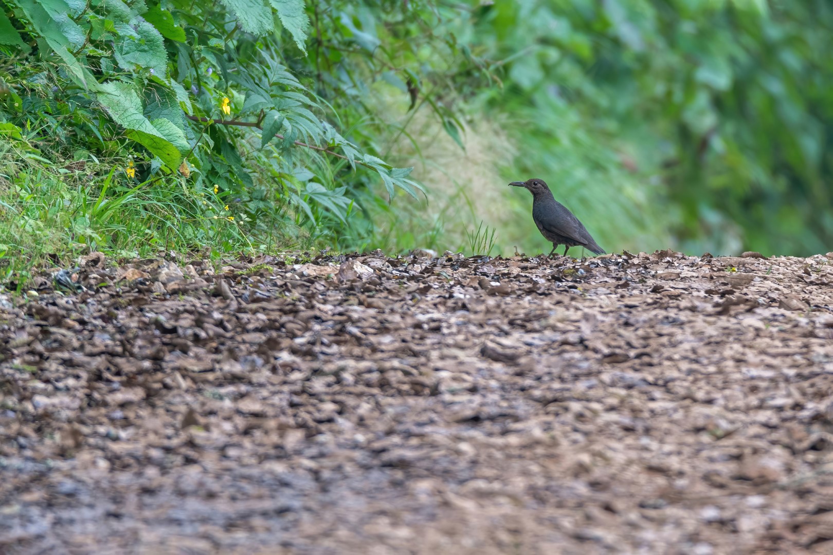 Alpine Thrush
