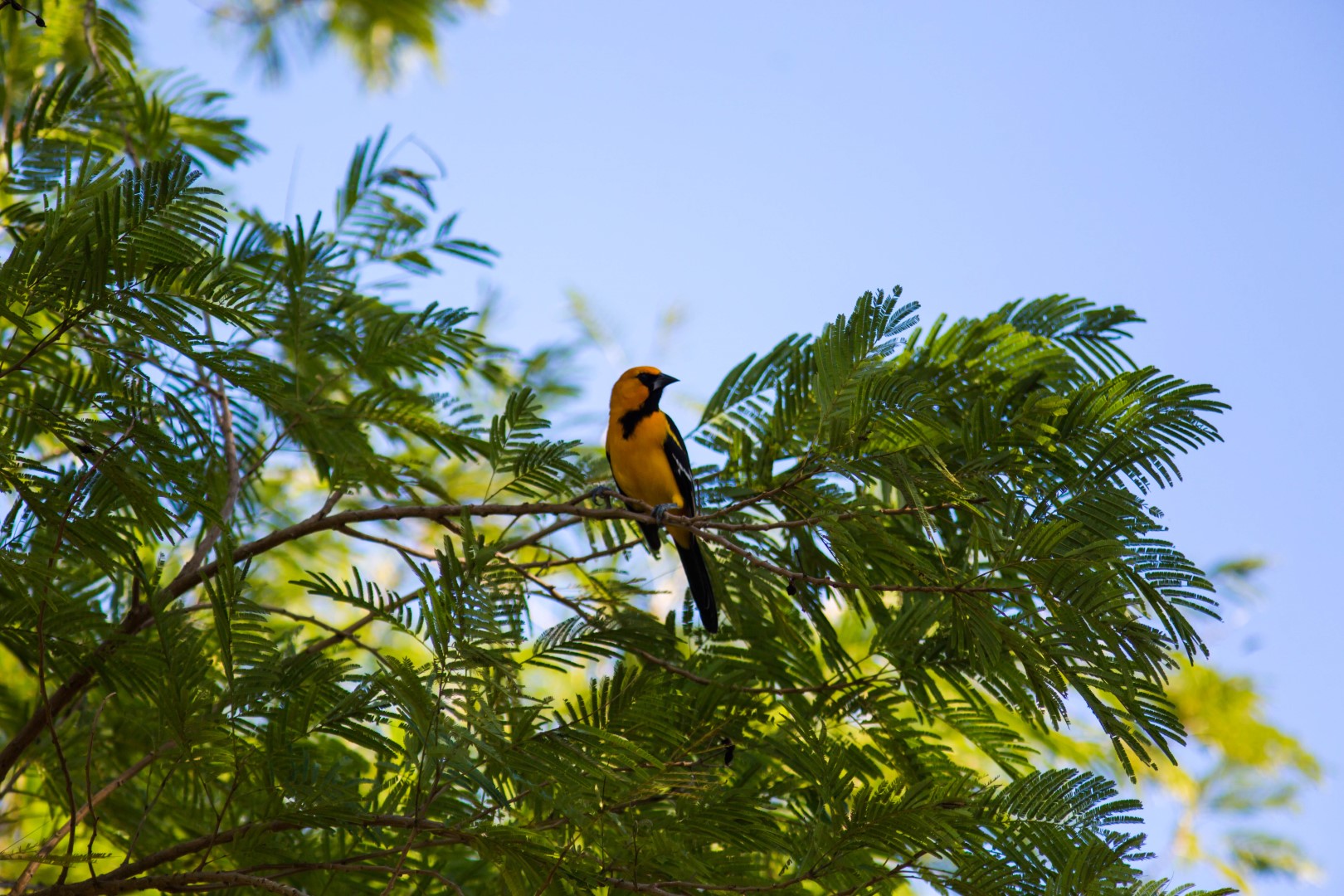 Altamira Oriole