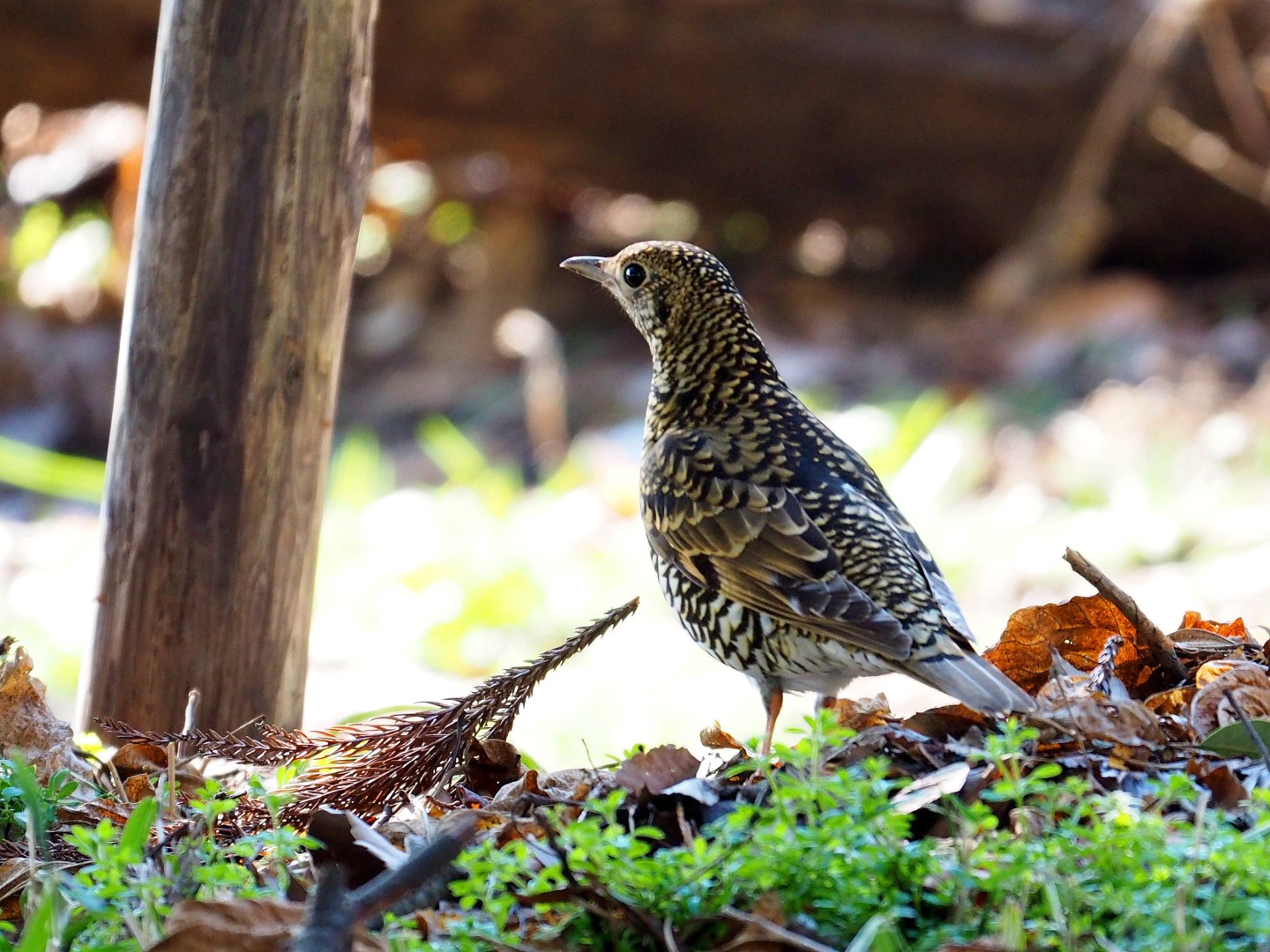 Amami Thrush