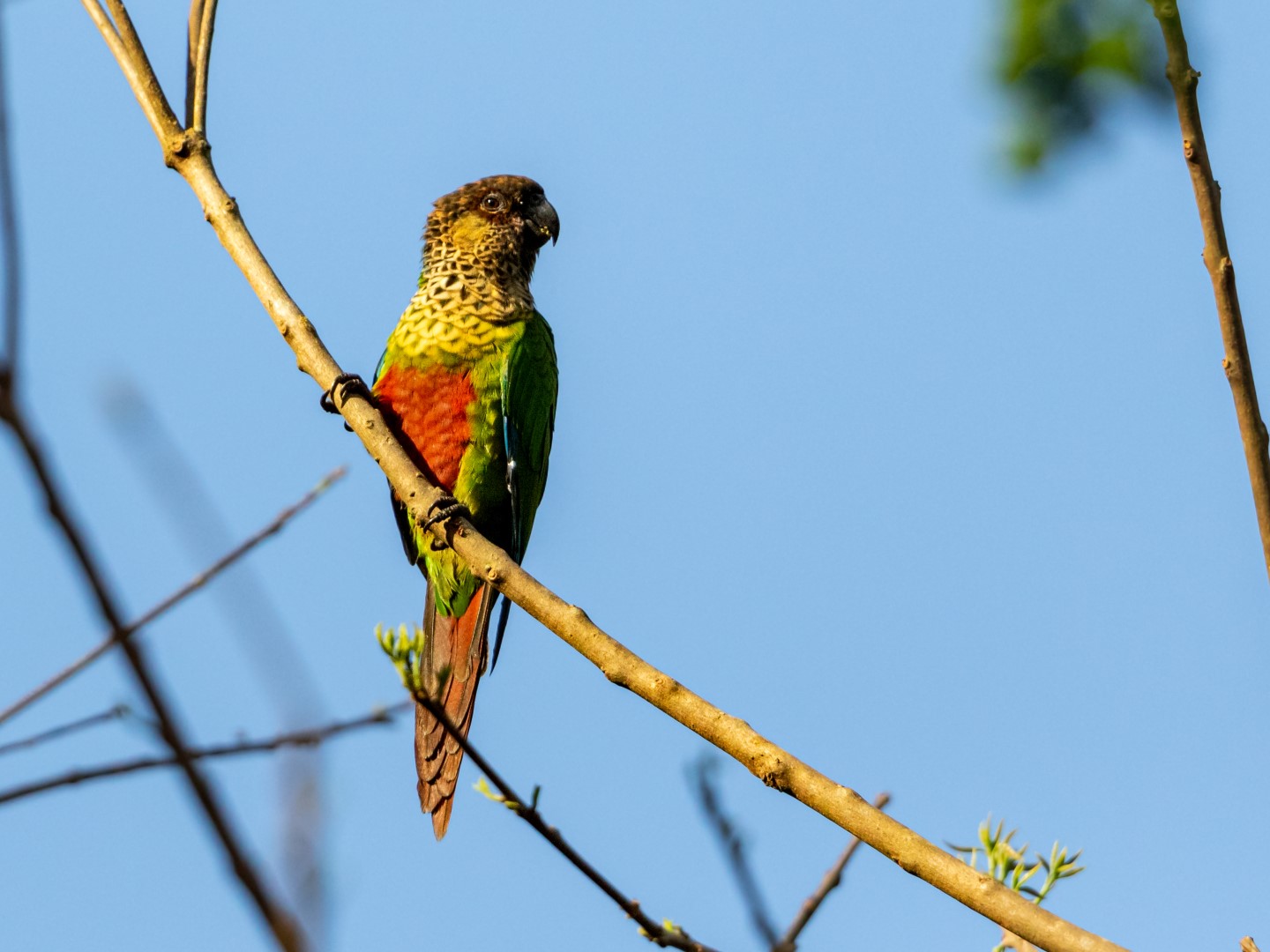 Amazonian Parrotlet