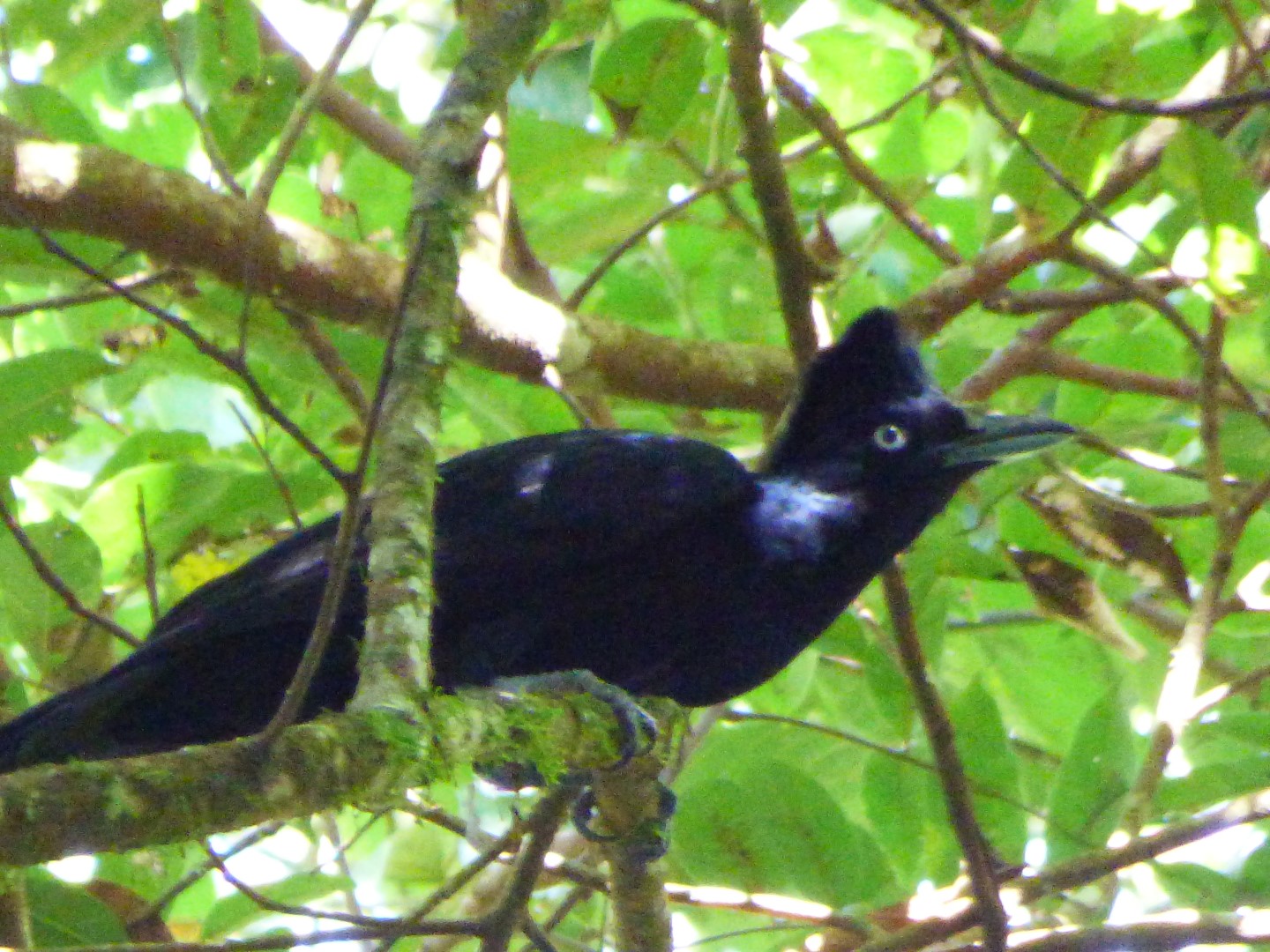 Amazonian Umbrellabird