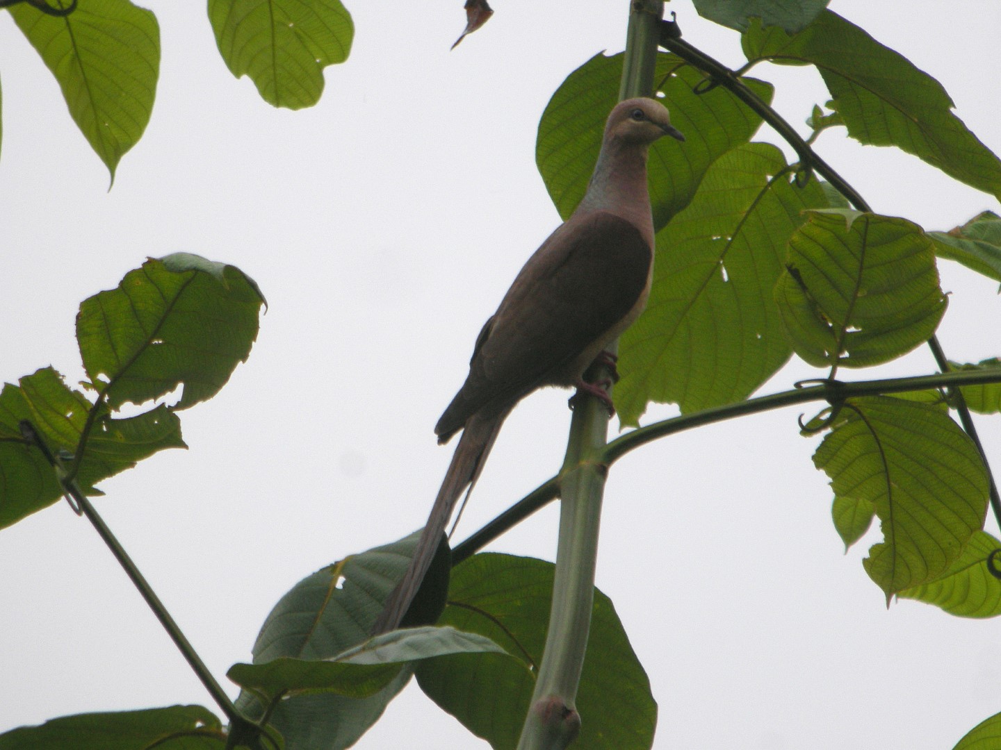 Amboyna Cuckoo-Dove