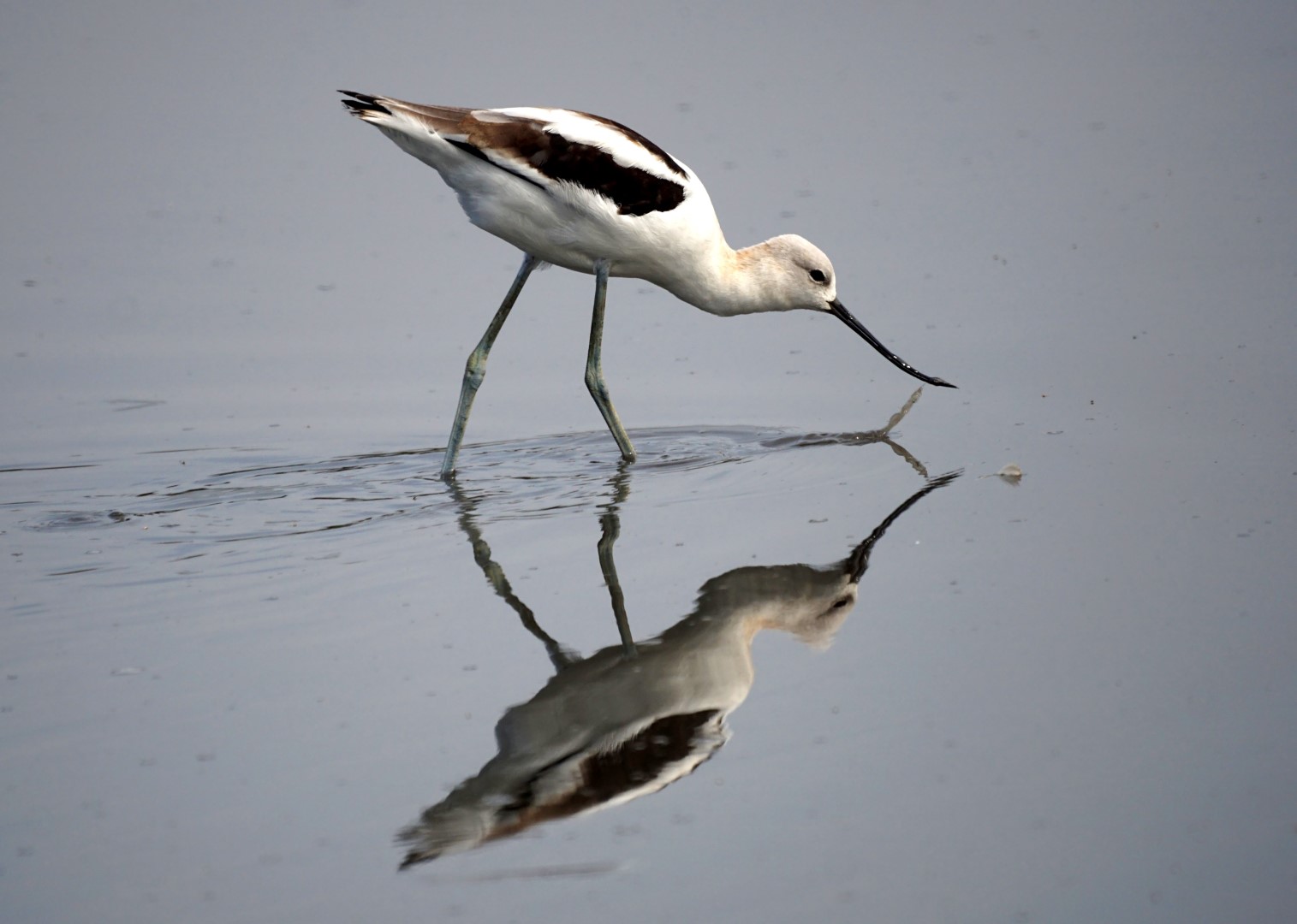 American Avocet