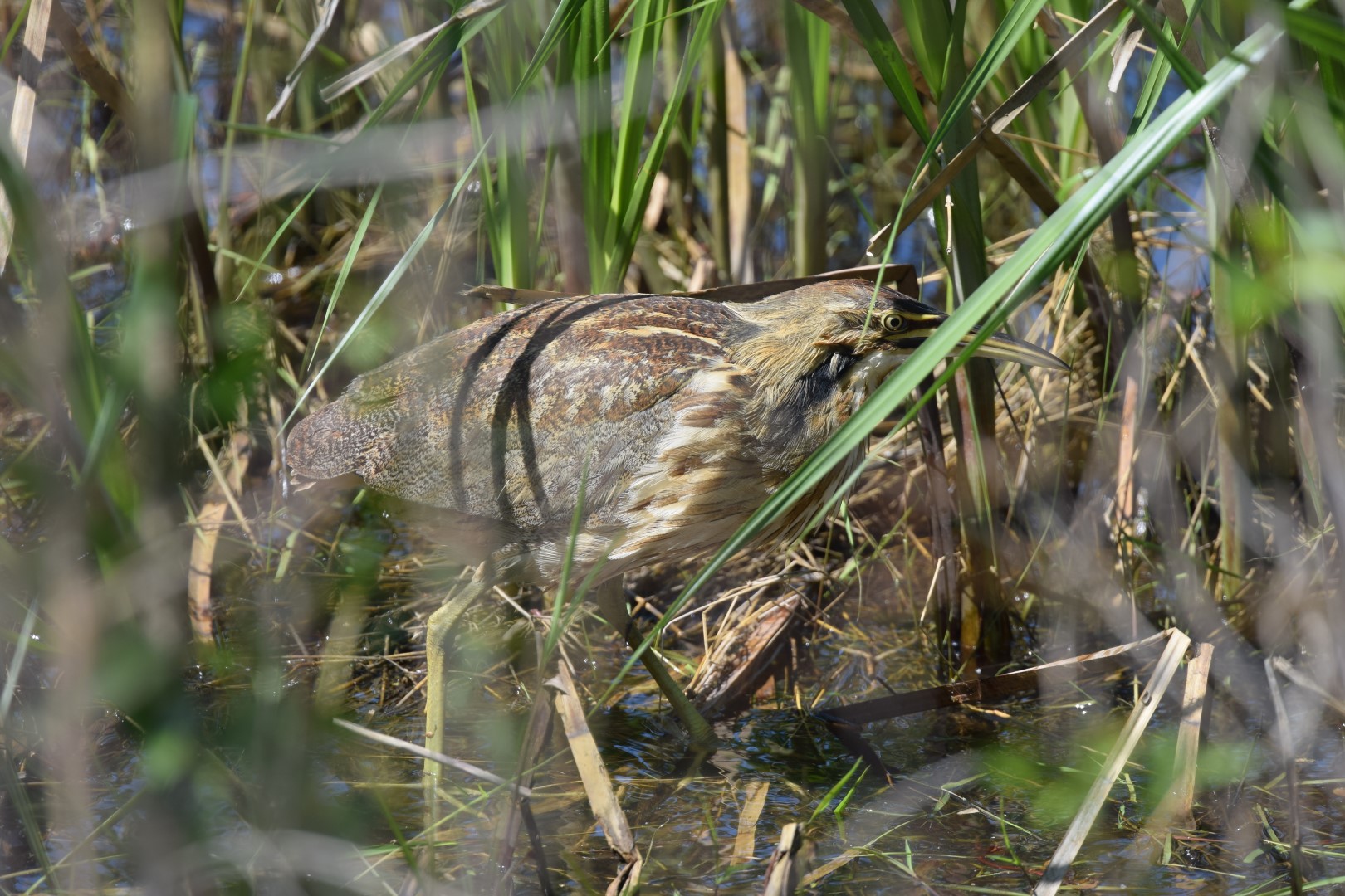 American Bittern